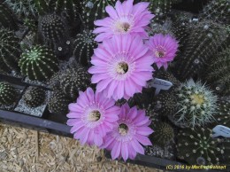 Echinopsis Hybride 011